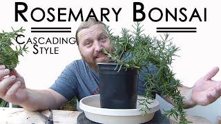 Rosemary Bonsai - Cascading Style