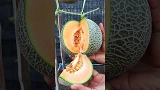Melon harvest #melon #shorts #v87garden #gardening