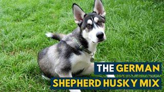 German Shepherd Husky Mix A Pet Parents Guide to The Gerberian Shepsky