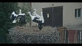 STORK STANDOFF Čapí hnízdo - Žichlínek httpsyoutu.beFwYhbFuysXU