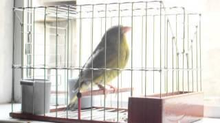 greenfinch malta breeder zola