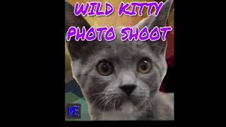 Wild Kitty Photoshoot