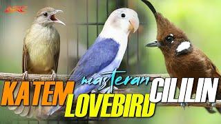 MASTERAN CILILIN - KAPAS TEMBAK - LOVEBIRD  AUDIO JERNIH DAN BERJEDA