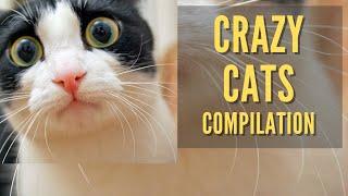 Crazy Cats Compilation