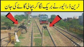 Humanity is still alive Loco Pilot stopped train and save life of cow grazing inside railway track