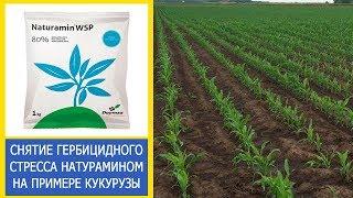 СНЯТИЕ ГЕРБИЦИДНОГО СТРЕССА НАТУРАМИНОМ НА ПРИМЕРЕ КУКУРУЗЫ