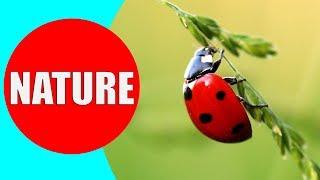 NATURE FOR KIDS - Learn Nature Vocabulary Words in English for Kindergarten Children Babies