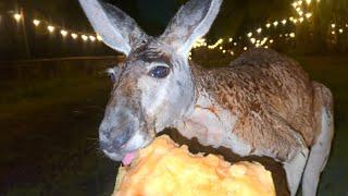 Kangaroo Eats a Melon for 1 Hour ASMR *no music*