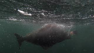 Bamfield Halibut Fishing With Rocky Point Charters