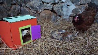 Mother hens angry against chicks adoption