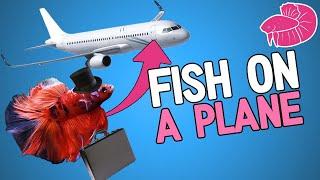 Betta Fish on a Plane? Can I Bring Six Fish Through Airport Security?