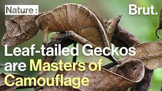 Leaf-tailed geckos are masters of camouflage