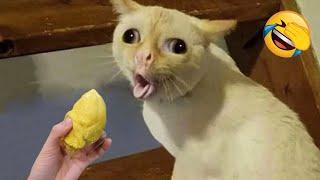 New Funny Animals 2024  Funniest Cats and Dogs Videos  Part 2