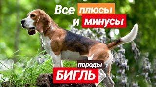 БИГЛЬ  все плюсы и МИНУСЫ этой породы