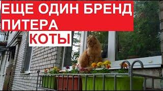 #Петербург - это коты  Еще один бренд Питера  #ЦарскоеСело 2023