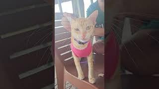 Cats are happy to go to the beach - Dẻ vui 1 cách lạ lùng #khethui #cat #funny