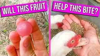 I was bit by a duck. Can this pink fruit help? - Bush Grape