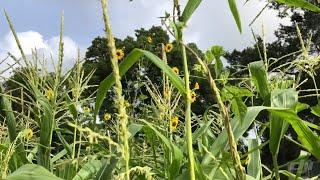 How we pollinate our corn on the homestead