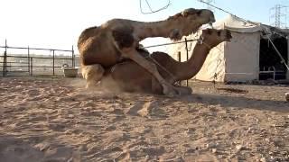 Camels mating   YouTube