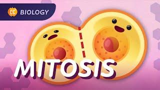 Mitosis & the Cell Cycle How Cells Clone Themselves Crash Course Biology #29