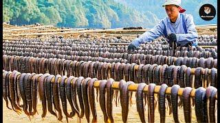 Como É Que O Povo Chinês Processa E Consome Milhares De Milhões De Sanguessugas?  Agricultura