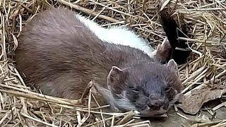 Sleepy Stoat Takes 17 Hour Nap  Discover Wildlife  Robert E Fuller