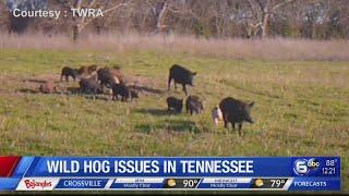 TWRA talks wild hog issues in Tennessee