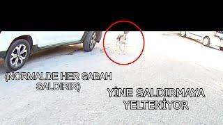 MOTORA SALDIRMAYI DÜŞÜNEN KÖPEKLE UFAK ÇAPLI MÜNAKAŞA