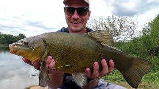 Fishing in Germany. Tench. Feeder. Communication.