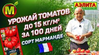 НАРОДНЫЙ ЛЮБИМЕЦ ИЗ ФРАНЦИИ – Сорт Томата МАРМАНДЕ