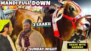 Kitne Ka Liya - SUNDAY NIGHT UPDATE - Cow Mandi - Lahore Shahpur Kanjra - Bakra Mandi Pakistan 2024