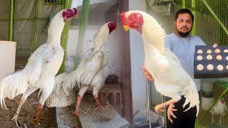 White king shamo k eggs Qatar export kr diye  Free Range Chicken farming Andon wali murgi