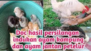 Anak Ayam Hasil Kawin Silang Indukan Ayam Kampung Dan Ayam Jantan Petelur