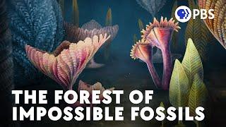 These Fossils Were Supposed To Be Impossible