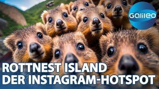 Süß süßer Quokka Die pelzigen Freunde auf der Insel Rottnest Island