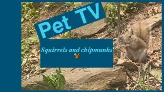 TV for pets squirrel chipmunk cat tv dog tv