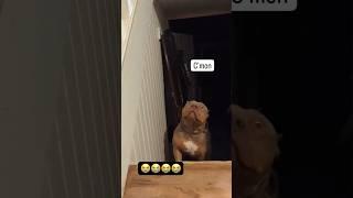 aww big boi scared  #cat #viral #funny #cats #cute #dog #fyp