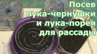 Разные способы посева лука-чернушки и лука-порея. В улитки самокрутки в грунт на бумагу