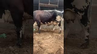 #animalsworld #cow #cattle #buffalo