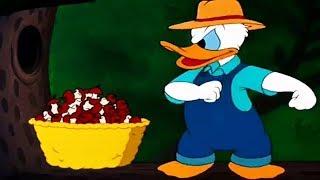 ᴴᴰ Pato Donald y Chip y Dale dibujos animados - Pluto Mickey Mouse Episodios Completos Nuevo 2018