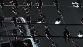 Dumbfounding Reason Why 30K Barn Swallows Gather Up At This Town  Kritter Klub