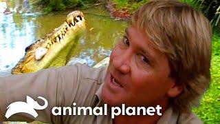 Steve Irwins Big Croc Diaries at Australia Zoo  The Crocodile Hunter  Animal Planet