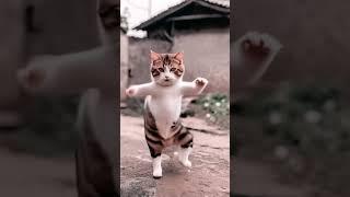 cat dancing #dancing
