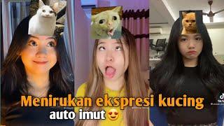 Kumpulan Tiktok Menirukan Ekspresi Kucing  Trend Tiktok Imut