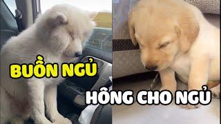 Ở nhà SEN hông cho ngủ ra đường BOSS ngủ bù Yêu Lu Official