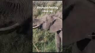 Elephant feeding close up