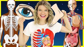 Learn Body Parts for Kids  Inside the Human Body for Kids  Parts of the Body with Speedie DiDi