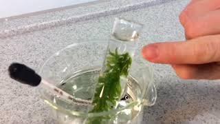 9-1 Biology GCSE Required Practical 6 Light Intensity and Photosynthesis