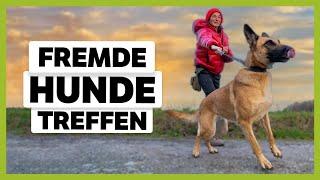 STRESS bei Hundbegegnung So meisterst du sie entspannt LIVE BEISPIEL