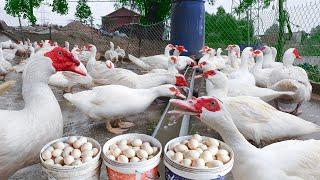 Harvesting Muscovy Duck Eggs - Daily Working on the Farm Harvest Muscovy Duck Eggs for Hatching